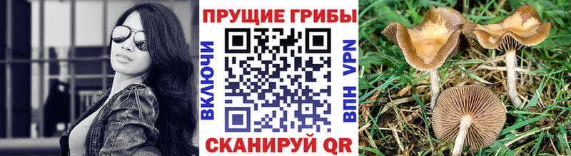 Псилоцибиновые грибы мицелий  Домодедово 
